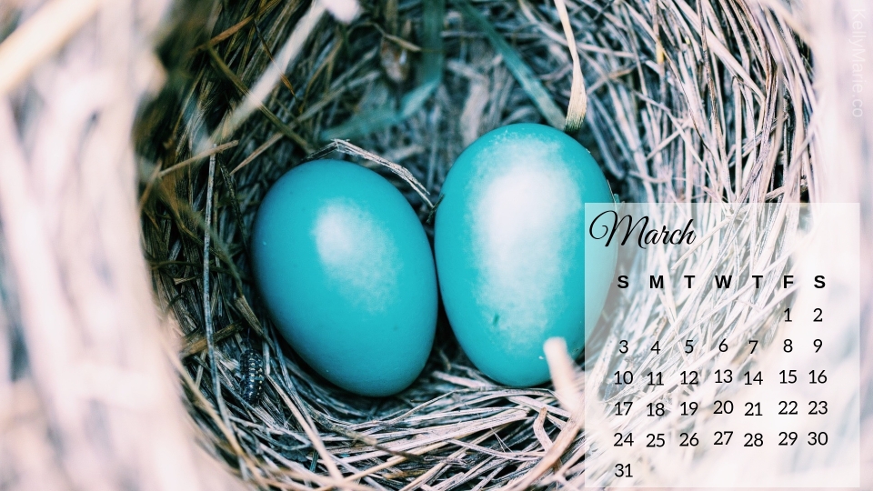 March 2019 Bird Eggs